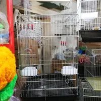 انواع قفس، دانه و وسایل قفس پرنده