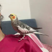 عروس هلندی لوتینو و آلبینو و خاکستری|پرنده|شاهین‌شهر, طالقانی|دیوار