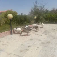 غازفروش یامعاوضه