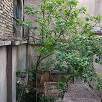 خانه تازه بازسازی شده|اجارهٔ خانه و ویلا|تهران, ارامنه|دیوار