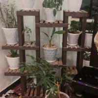 جاگلی