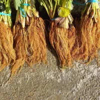 نشا توت فرنگی