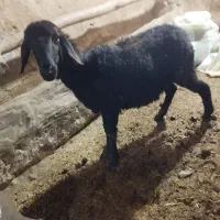 فروش یک رس میش چهار دندان