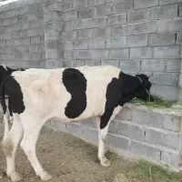 فروش  دو راس گاو