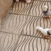 ۲ جفت کبوتر پرشی دهن خورده|پرنده|تهران, پرستار|دیوار