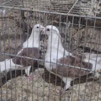 کبوتر دوکت پلاکی|پرنده|جوانرود, |دیوار