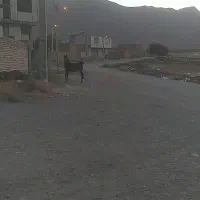 کره نریون|اسب و تجهیزات اسب‌سواری|بن, |دیوار