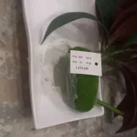 گل لمسی ارکیده سفید|گل مصنوعی|کرج, کوی امامیه|دیوار