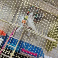 عروس هلندی|پرنده|بناب, |دیوار