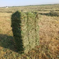 علوفه یونجه‌