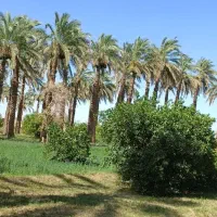 سلام درخت بو میدم فقط بم