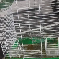 قفس|لوازم جانبی حیوانات|فردیس, فردیس|دیوار