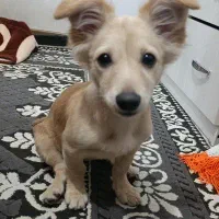 سگ اشپیتز ماده|سگ|تهران, شهرک رضویه|دیوار