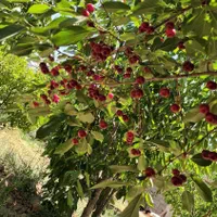 فروش باغچه ۷۰۰ متری