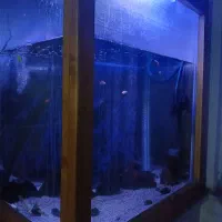 اکواریوم زیبا|ماهی|قم, باغ کرباسی|دیوار