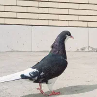 کبوتر امری|پرنده|سیرجان, |دیوار