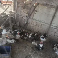 پرنده
