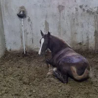 فروش چند راس اسب نریان و مادیان|اسب و تجهیزات اسبسواری|نوشین شهر, |دیوار