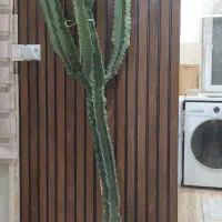 افوربیای شیک و سرحال