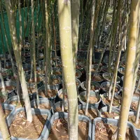 باغبان باش با 30سال سابقه