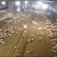 کارگر مرغداری ترجیحا مجرد