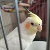 عروس هلندی لوتینو با قفس کاسکویی بزرگ