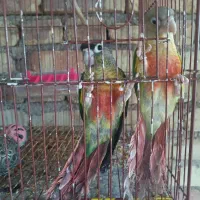 جفت گیرنچیک دستی