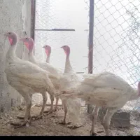 بوقلمون بیوتی