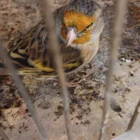 سهره قناری  نر