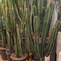 تعویض گل و گلدان در محل
