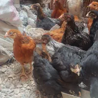 جوجه|حیوانات مزرعه|مشهد, طبرسی شمالی|دیوار