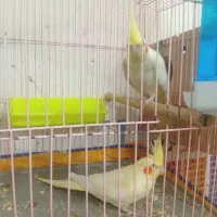 عروس هلندی