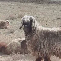 بره قوچ