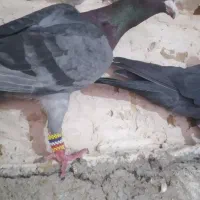 کبوتر سبز|پرنده|تاکستان, |دیوار