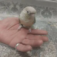 سلام گرینچیک پاین اپل نر دستی|پرنده|قوچان, |دیوار