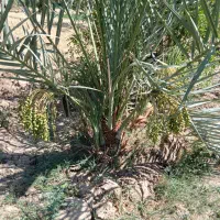 زمین ملکی در صحرای مبارکه با آب قنات