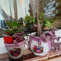 گیاه بونسای