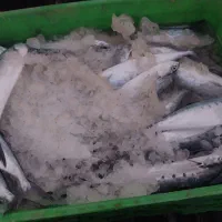 ماهی شیگ تازه کیلو ۱۰۰|ماهی|قشم, |دیوار