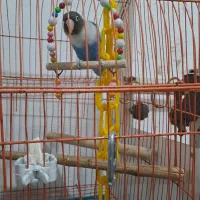 طوطی برزیلی وقفس همستر