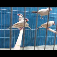 معاوضه فنچ نرگسی با فنچ گلدین|پرنده|جهرم, |دیوار