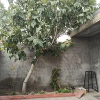 فروش منزل مسکونی در محمدیار|فروش خانه و ویلا|محمدبار, |دیوار