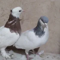 پرشی|پرنده|نیشابور, میدون بار|دیوار