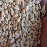 فروش گندم تمیزمخصوص  بذر ونان (حلیم)|عمده‌فروشی|عطاملک, |دیوار