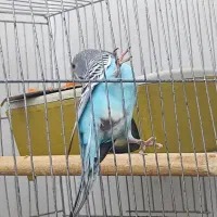 مرغ عشق|پرنده|اردبیل, |دیوار