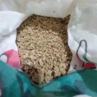 بذردستی گوجه تمیز ومطمئن