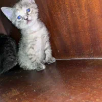 گربه|گربه|ساری, |دیوار