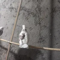 کبوترنقش وپرشی|پرنده|ساوه, |دیوار