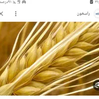 گندم ابی ودیم بوجاری کرده وسم زده مخصوص بذر