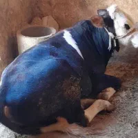 چهار راس گوساله نر سیمینتال جنس وزن 380تا 400|حیوانات مزرعه|حمیل, |دیوار