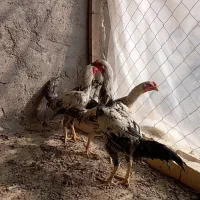 خروس لاری اصیل